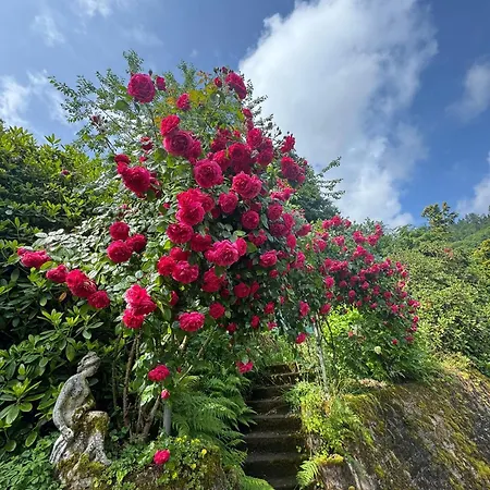 Timeless Rose House * Weisenbach